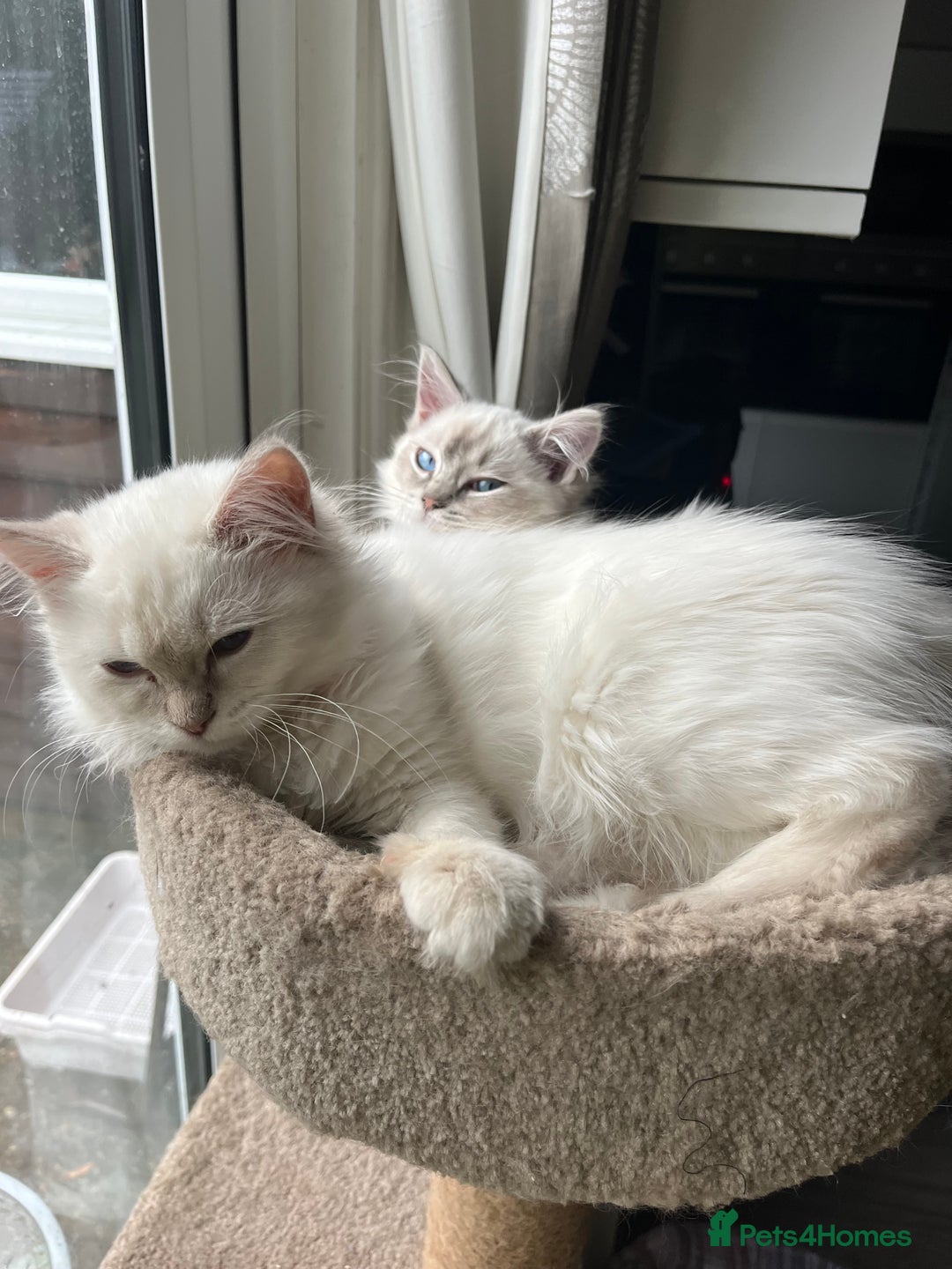 Ragdoll cats for sale: Gorgeous Tica female ragdoll kitten  - Advert 4
