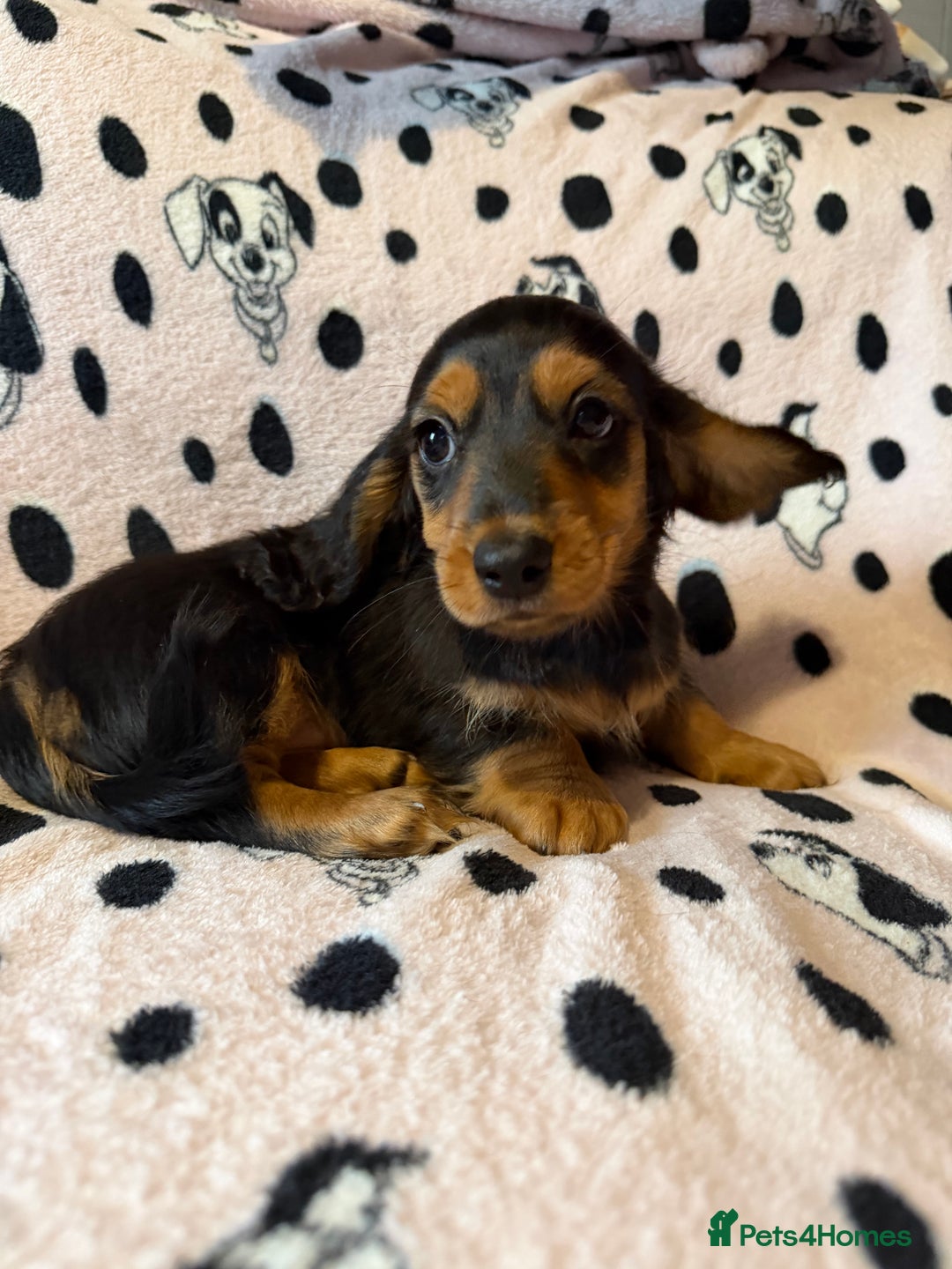 Miniature Dachshund dogs for sale: Beautiful KC silver dapple longhair miniature girl - Advert 37