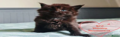 Lord Winston TitaniumCat 