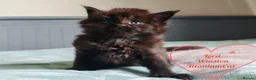 Maine Coon cats for sale: Meet Our Beautiful Maine Coon Kittens 😍😍😍  - Advert 6
