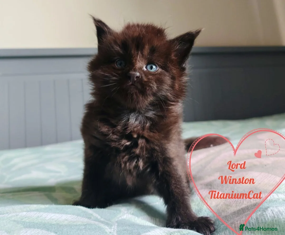Maine Coon cats for sale: Meet Our Beautiful Maine Coon Kittens 😍😍😍  - Advert 6