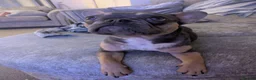 French Bulldog dogs for sale: Frenchie male Reggie 8 months old in Sheffield - Advert 8