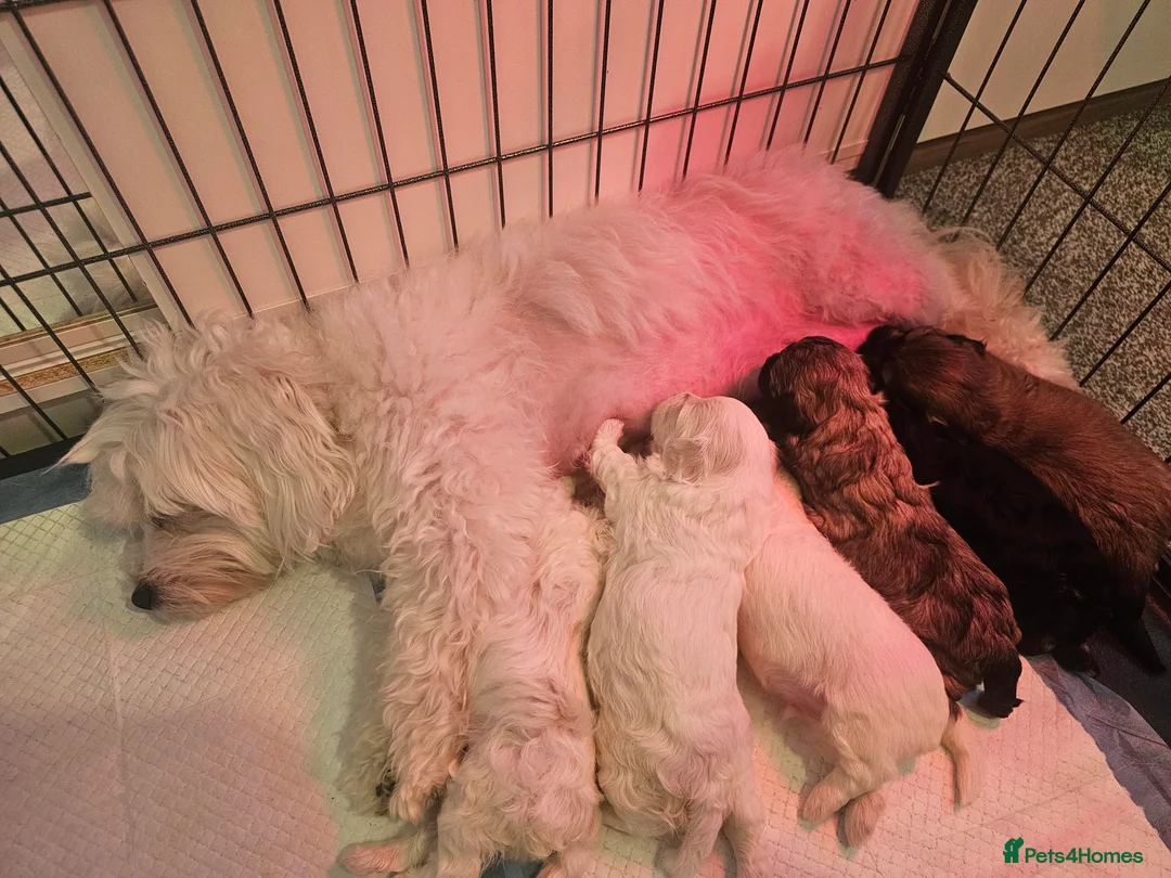 Bichon Frise dogs for sale: Bichon puppies in Luton - Advert 13