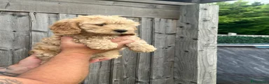 Cockapoo 1