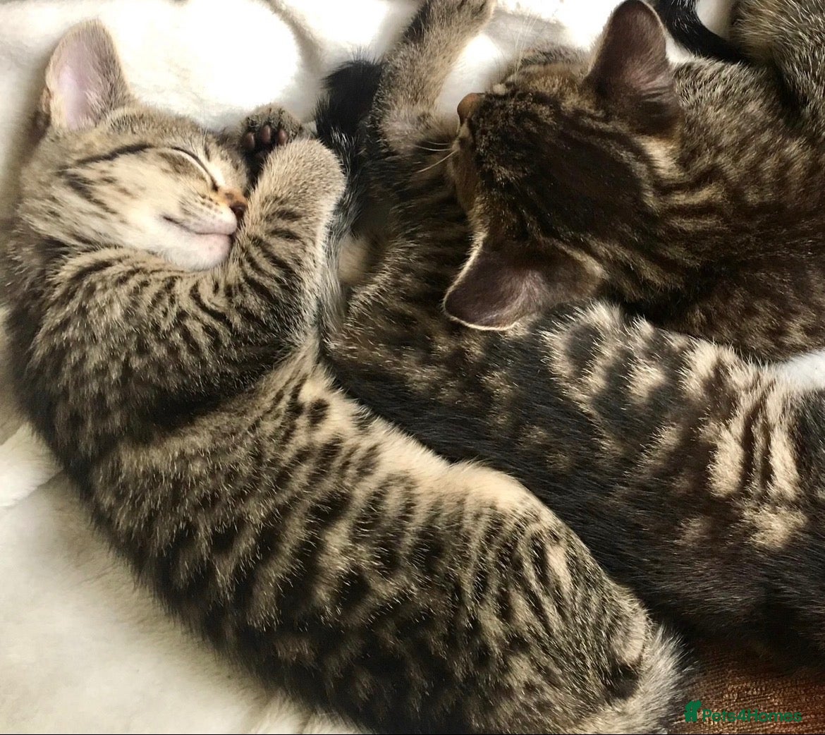 Bengal cats Bengal X Kittens With Super Famous References! - Advert 4