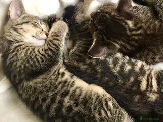 Bengal cats Bengal X Kittens With Super Famous References! - Advert 4