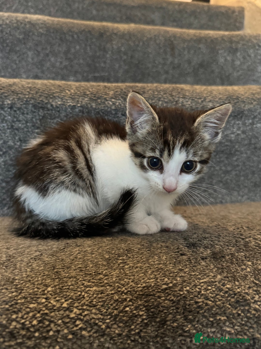 Mixed Breed cats for sale: 3 adorable little kittens ready for forever homes - Image 2