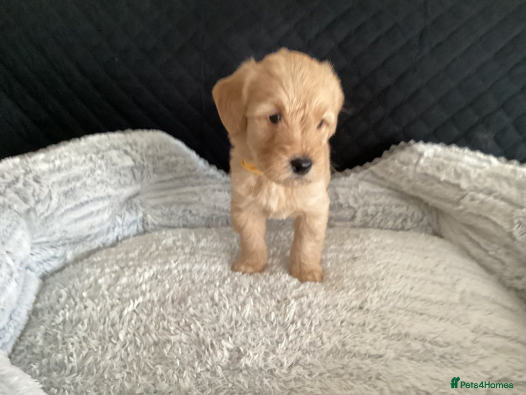 Mixed Breed dogs for sale: One gorgeous boy and girl left  - Advert 16