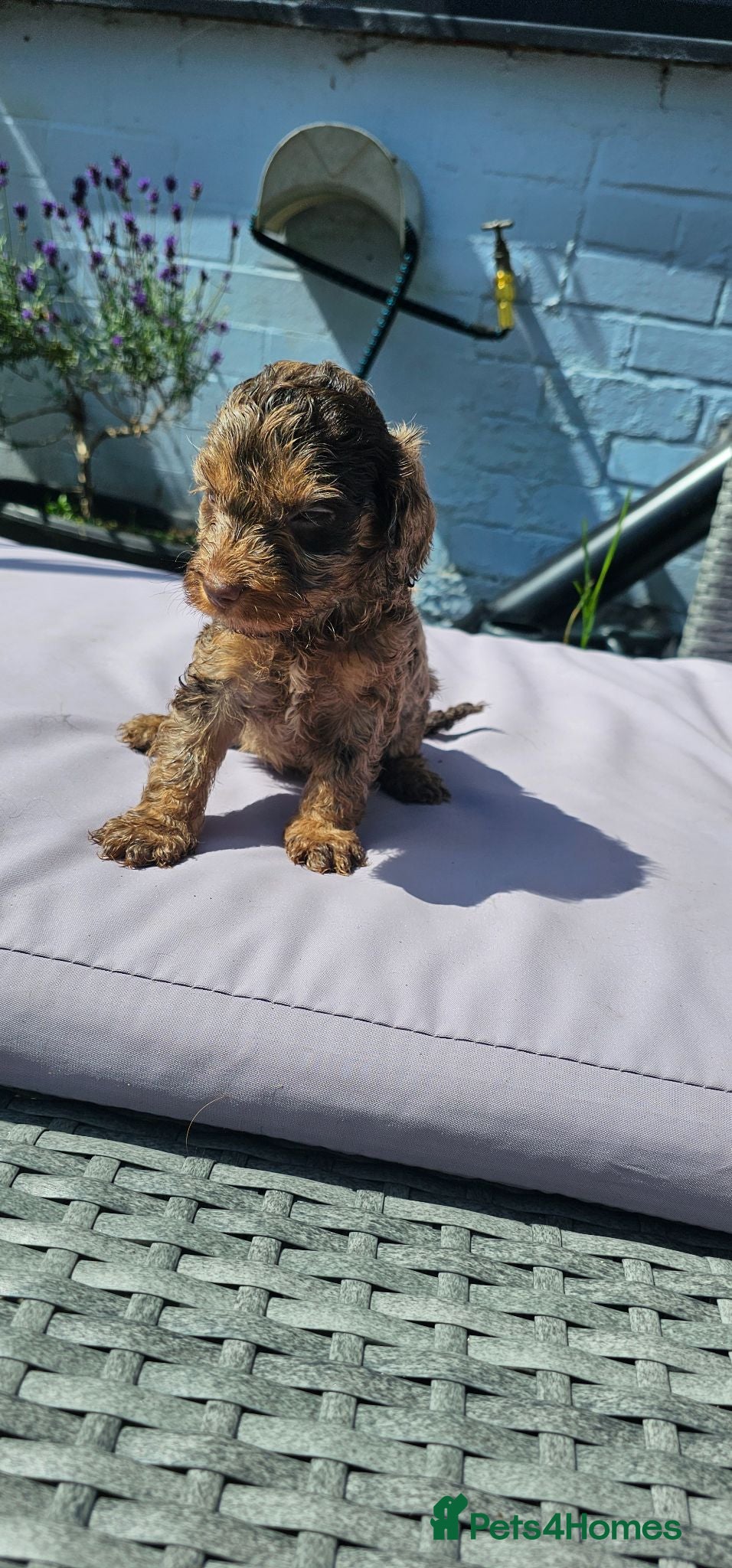 Cockapoo dogs Stunning litter of chocolate merle cockapoos - Advert 2