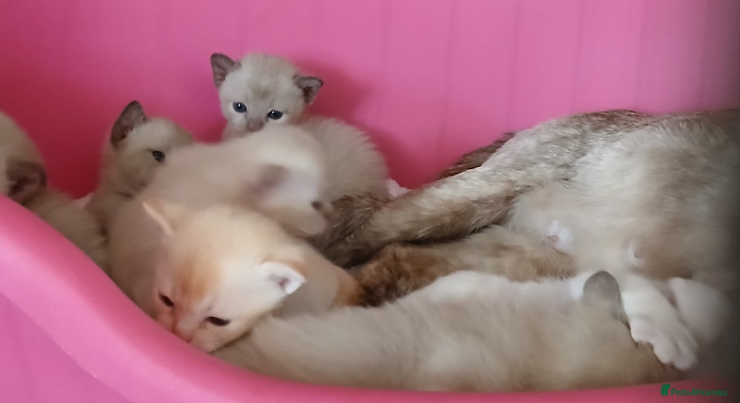 Burmese cats for sale: Red and Chocolate Burmese Babies. GCCF Registered - Advert 3