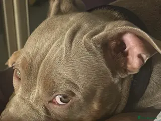 Staffordshire Bull Terrier dogs Re homing nearly 2 year old female - Advert 7