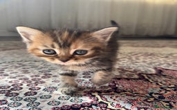 Persian cats for sale: mixed persian & bombay kittens  in Maidstone - Image 6