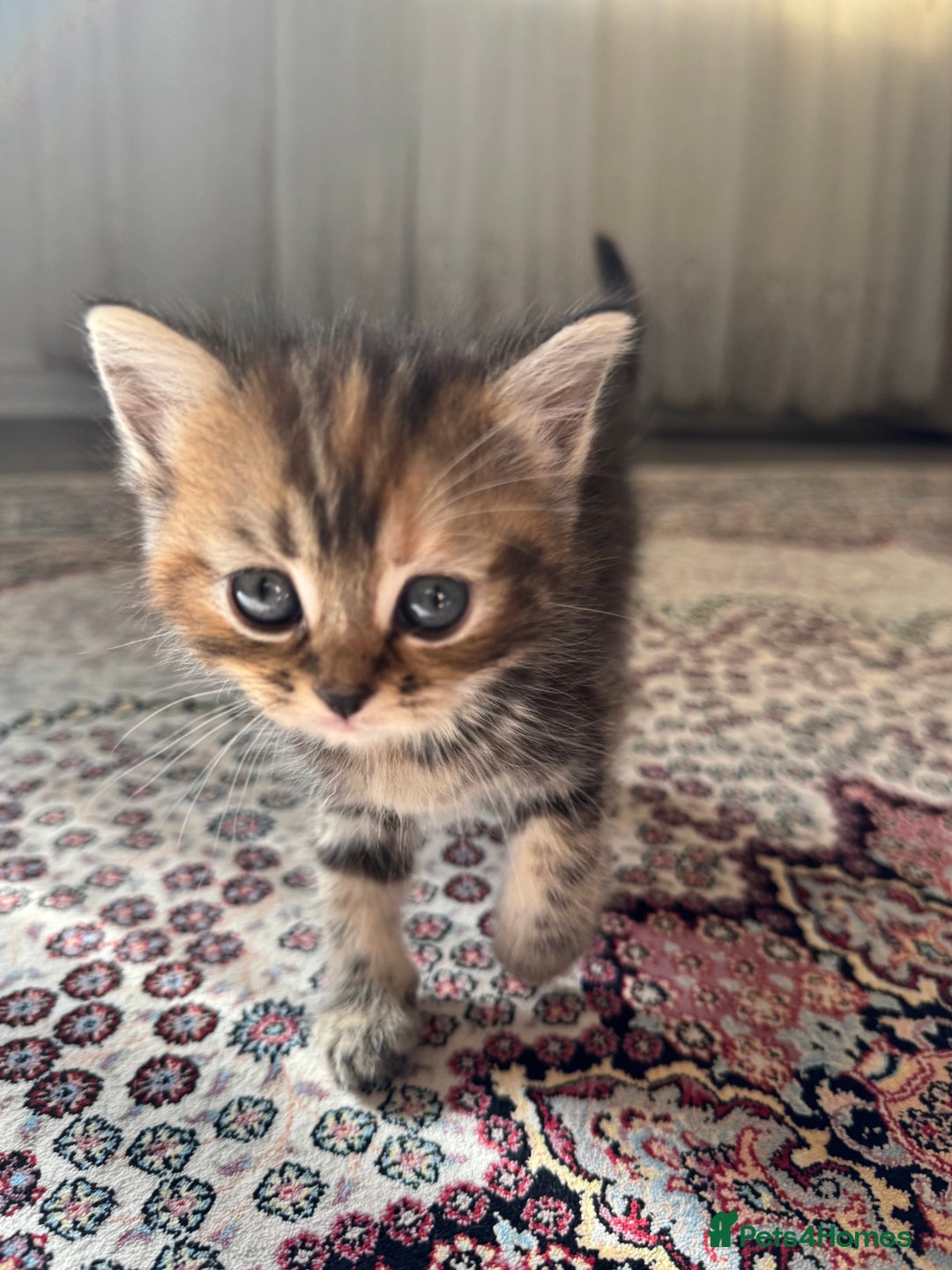 Persian cats for sale: mixed persian & bombay kittens  in Maidstone - Image 6