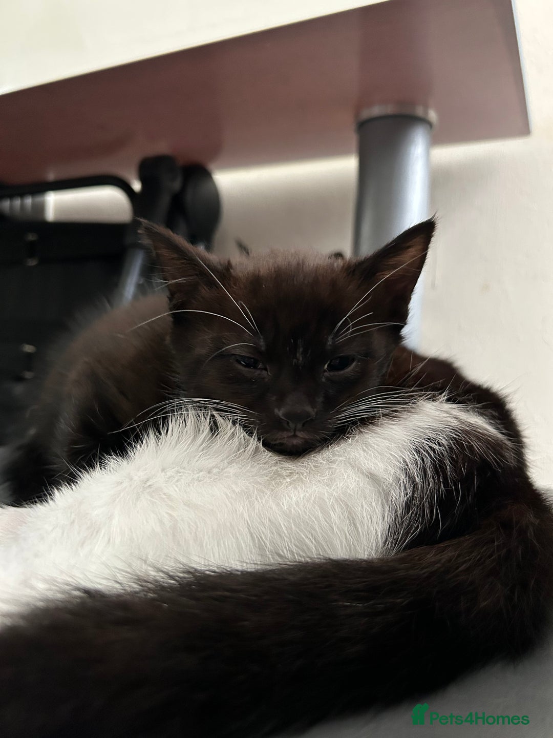 British Shorthair cats for sale: Gorgeous kittens (2 males, 1 female) - Image 7