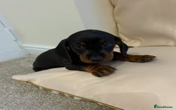 Miniature Dachshund dogs for sale: STUNNING MINIATURE DACHSHUND PUPPIES - Image 5