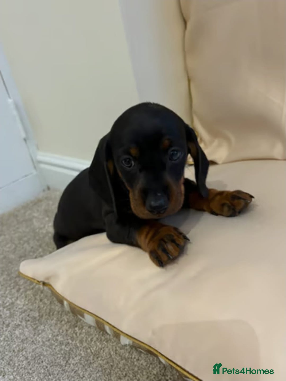 Miniature Dachshund dogs for sale: STUNNING MINIATURE DACHSHUND PUPPIES - Image 5