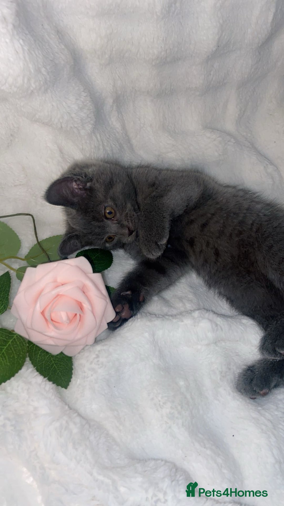 British Shorthair cats for sale: Cute British shorthair x sypnx kitten 9 weeks old - Advert 4