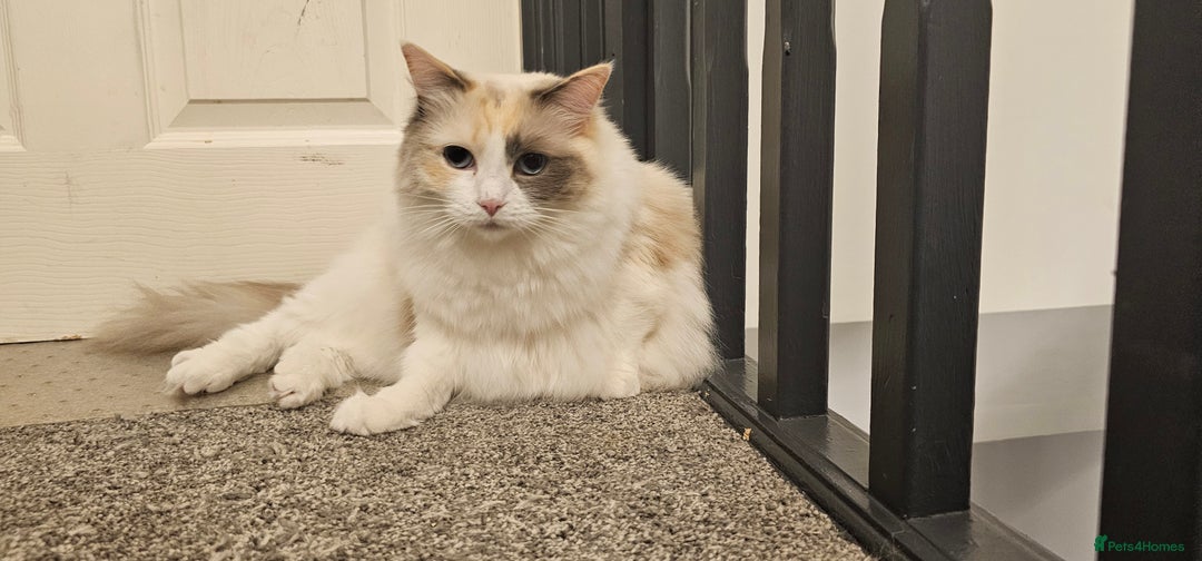 Ragdoll cats for sale: Female ragdoll - Advert 1