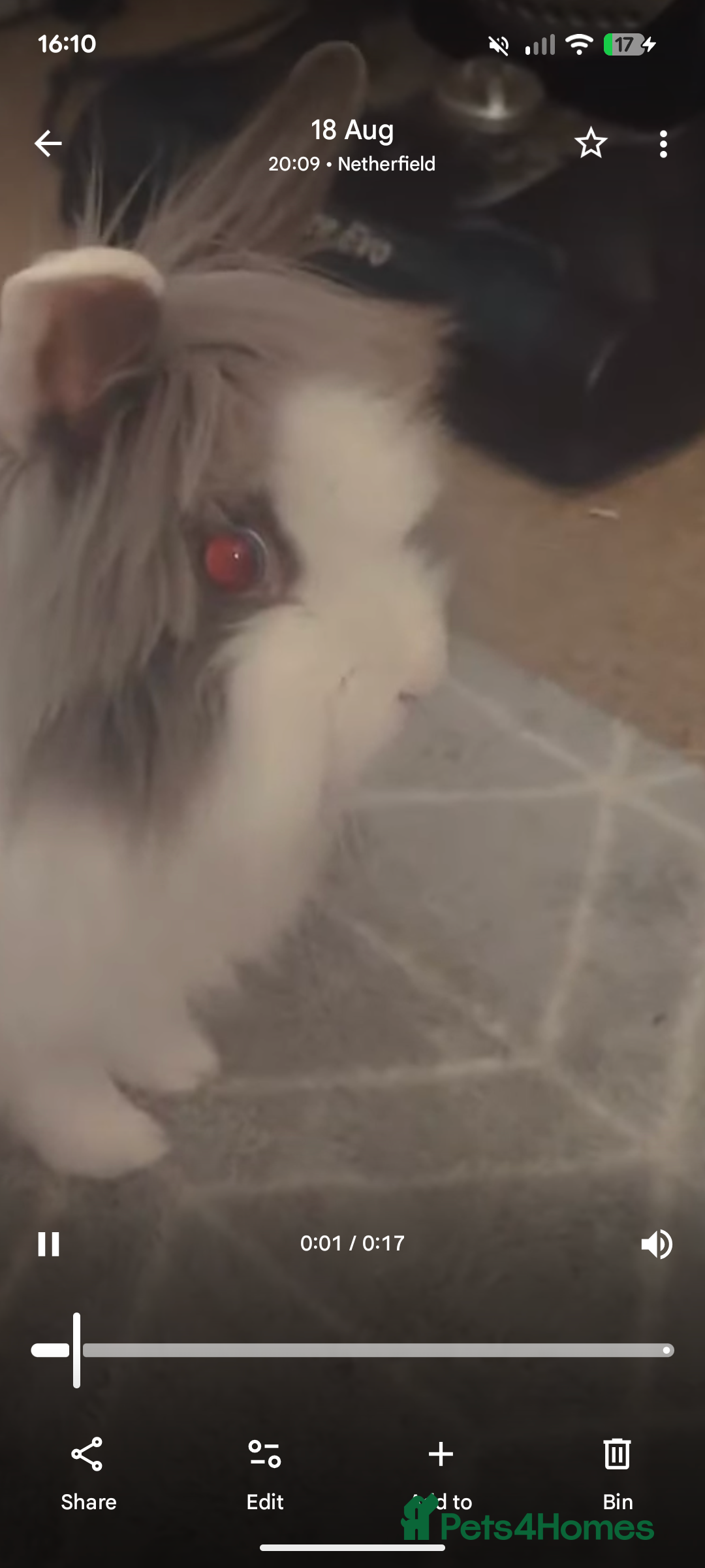 Lionhead rabbits for sale: Young Spayed Female Double Lionhead Rabbit - Advert 3