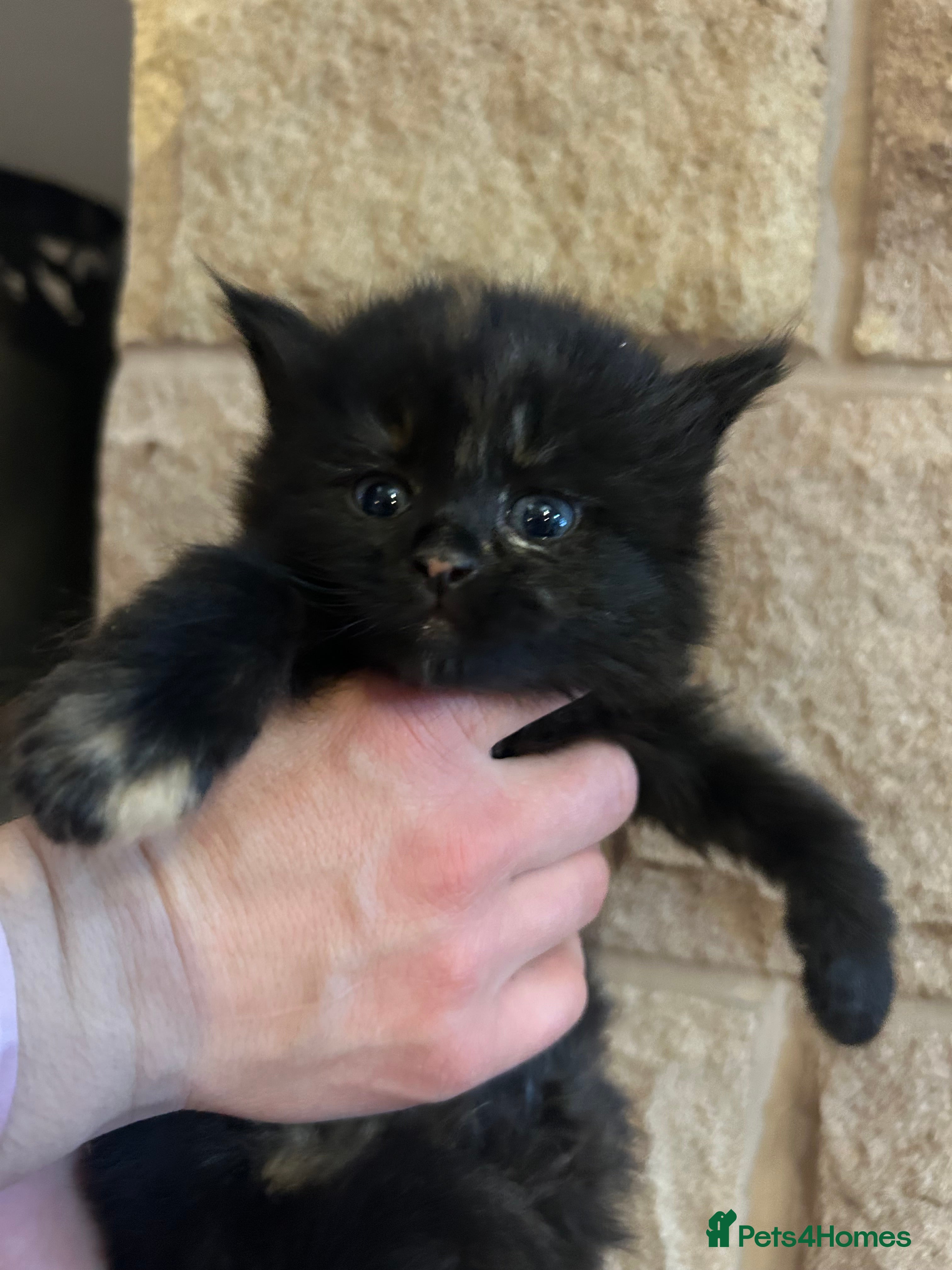 Mixed Breed cats Cute kittens ready NOW! 3 LEFT - Advert 1