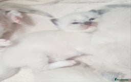 Ragdoll cats for sale: Pure ragdoll kittens - Image 2