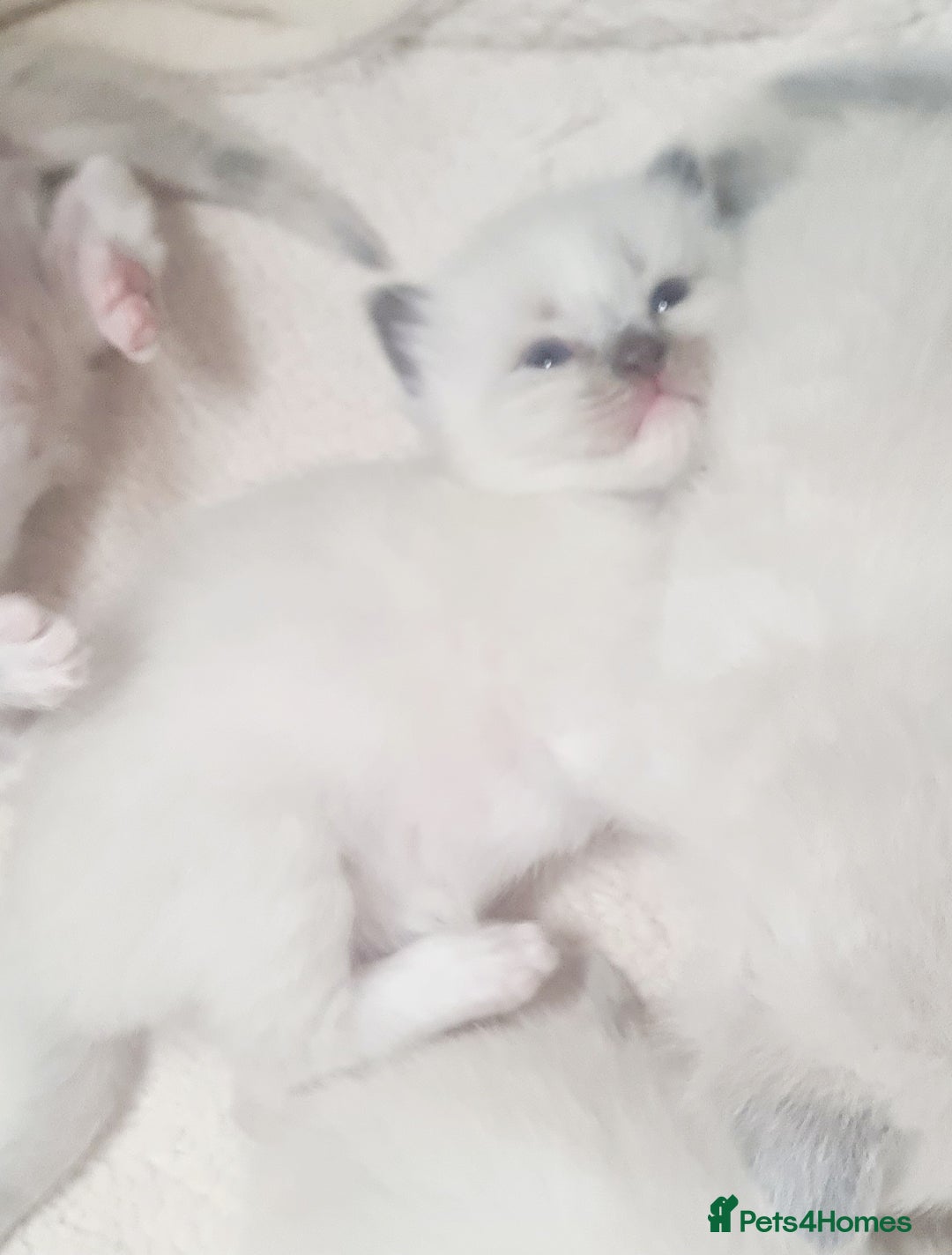 Ragdoll cats for sale: Pure ragdoll kittens - Image 2