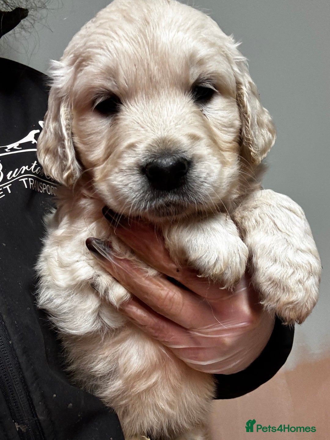 Golden Retriever dogs for sale: ⭐️ health tested kc reg puppies ⭐️ - Advert 14