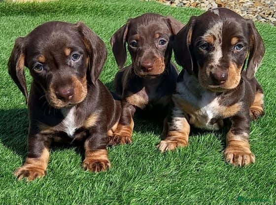 Miniature Dachshund dogs Kc reg mini dachshund last stunning little girl . - Advert 1