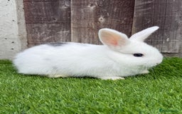 Mini Lop rabbits for sale: Mini Lop Rabbit  - Image 7
