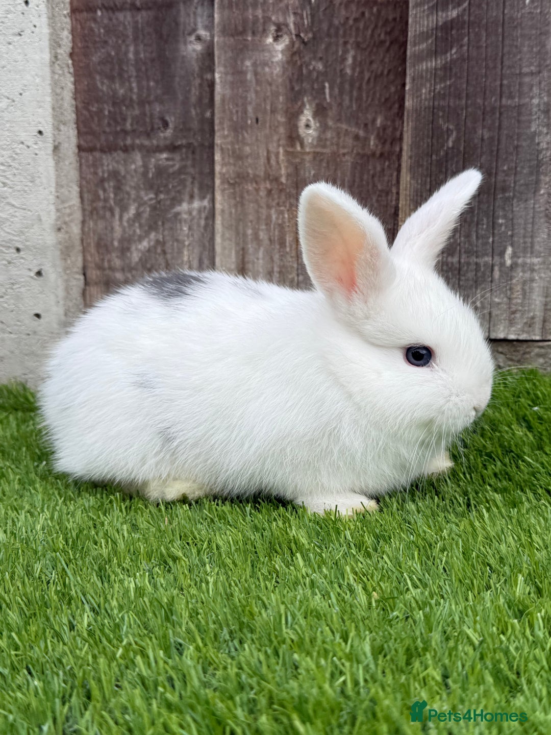 Mini Lop rabbits for sale: Mini Lop Rabbit  - Image 7