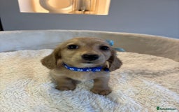 Miniature Dachshund dogs for sale: Long hair cream mini dachshund puppies 30th july in Liverpool - Image 11