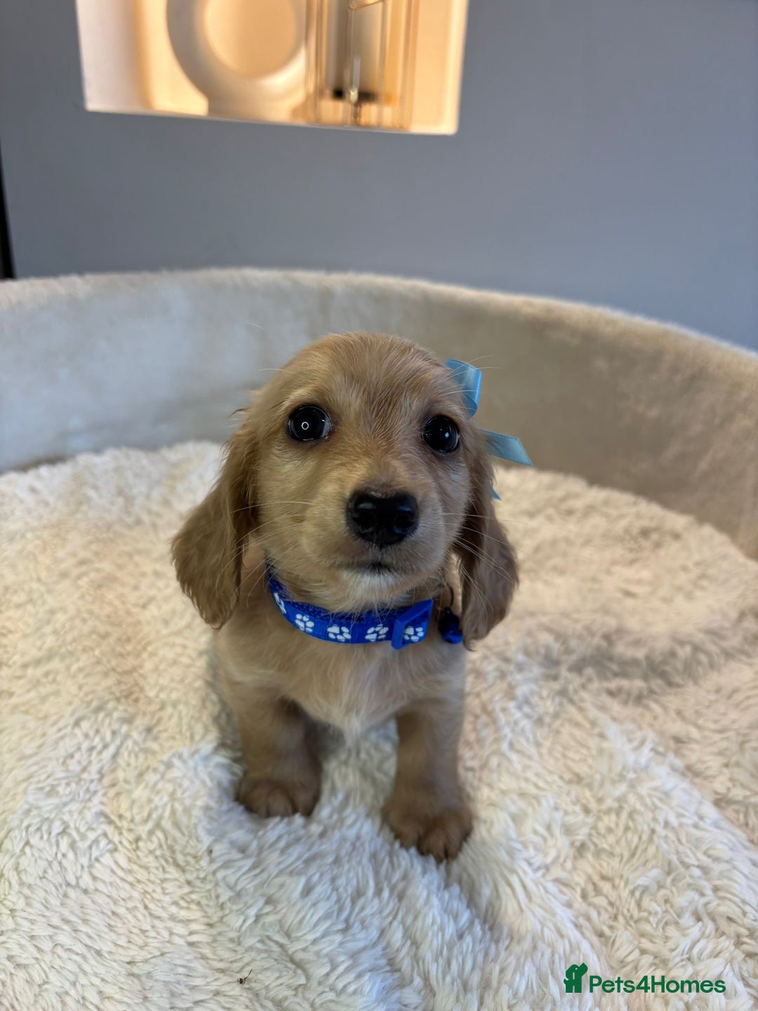 Miniature Dachshund dogs for sale: Long hair cream mini dachshund puppies 30th july in Liverpool - Image 11