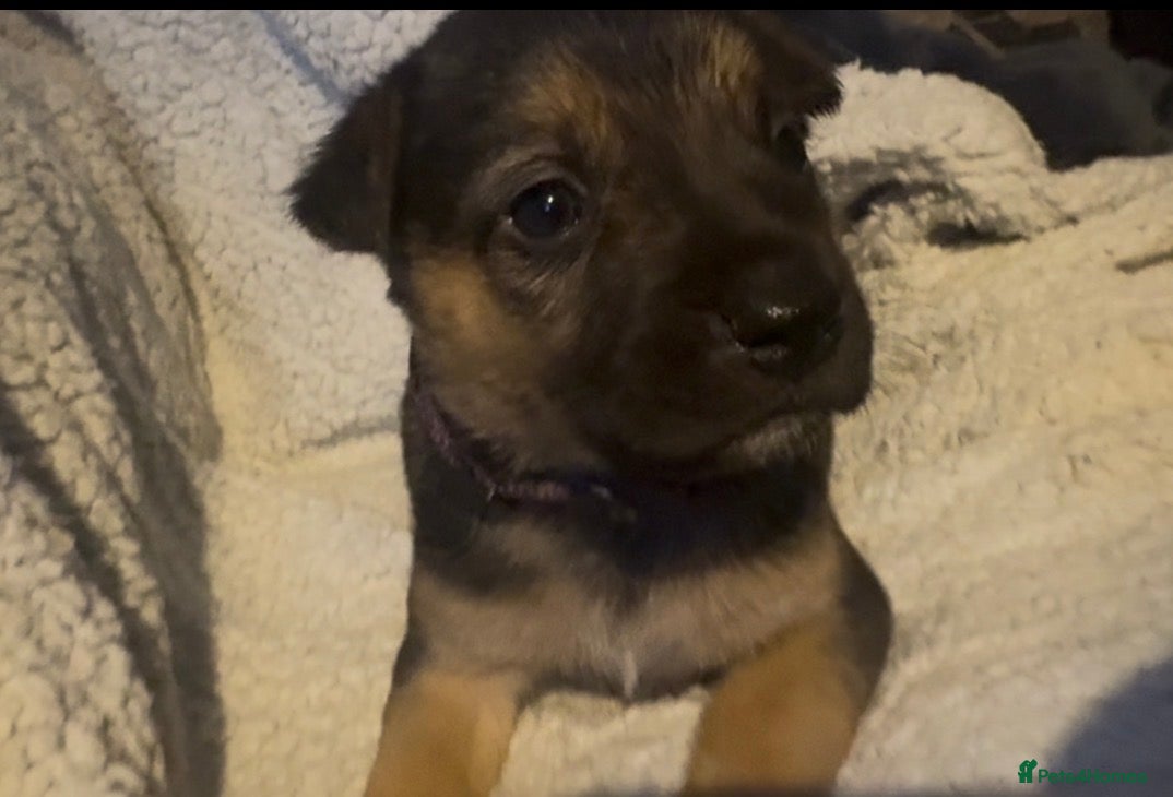 Mixed Breed dogs Staffy x belgian malinois  - Advert 9