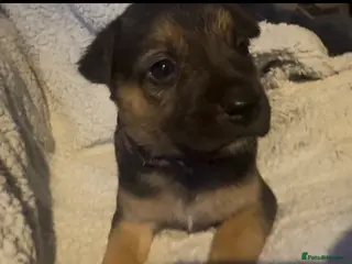 Mixed Breed dogs Staffy x belgian malinois - Advert 9