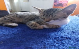 Savannah cats for sale: Playful Savannah F5 Mix Kittens for Loving Homes - Image 25