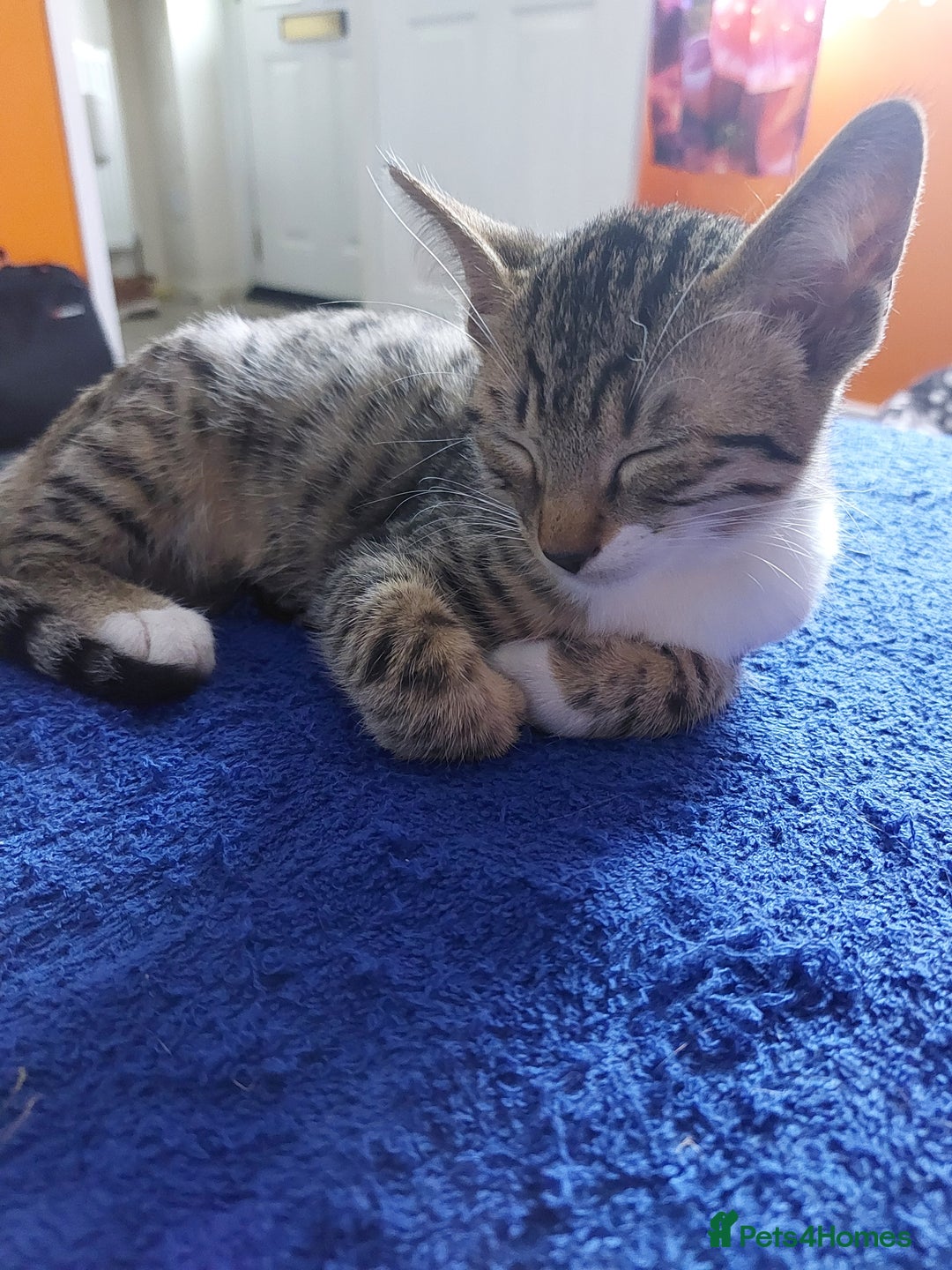 Savannah cats for sale: Playful Savannah F5 Mix Kittens for Loving Homes - Image 25