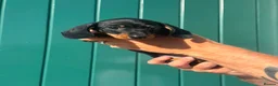 Miniature Dachshund dogs for sale: Black and Tan miniature dachshund pups for sale - Advert 9