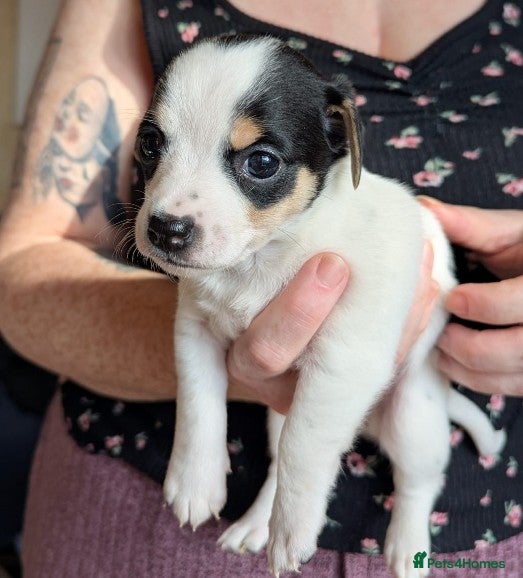 Jack Chi dogs Jack-Chi pup for sale. - Advert 11