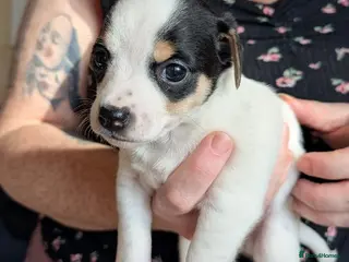 Jack Chi dogs Jack-Chi pup for sale. - Advert 2