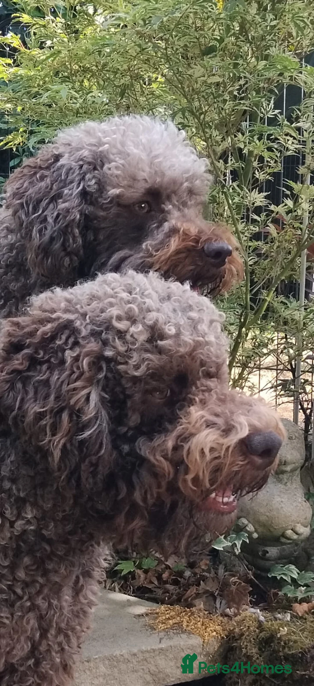 Lagotto Romagnolo dogs for stud: Kc reg proven dna tested lagotto  for stud £700 in Belper - Advert 15