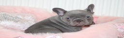 French Bulldog dogs for sale: Solid lilac French bulldog’s  - Advert 18