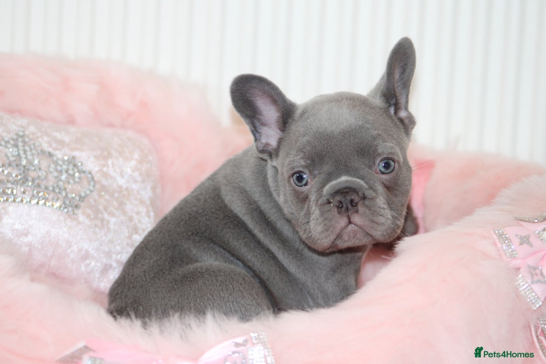 French Bulldog dogs for sale: Solid lilac French bulldog’s  - Advert 18