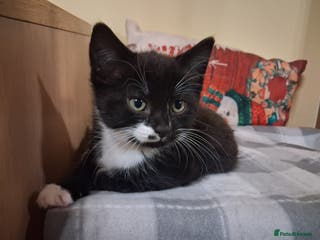 Mixed Breed cats 2 kittens to be homed together 🩷 - Advert 5