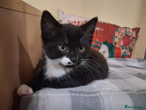 Mixed Breed cats Beautiful kittens - Advert 2