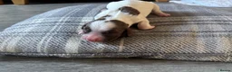 English Springer Spaniel dogs for sale: Miggers  - Advert 3