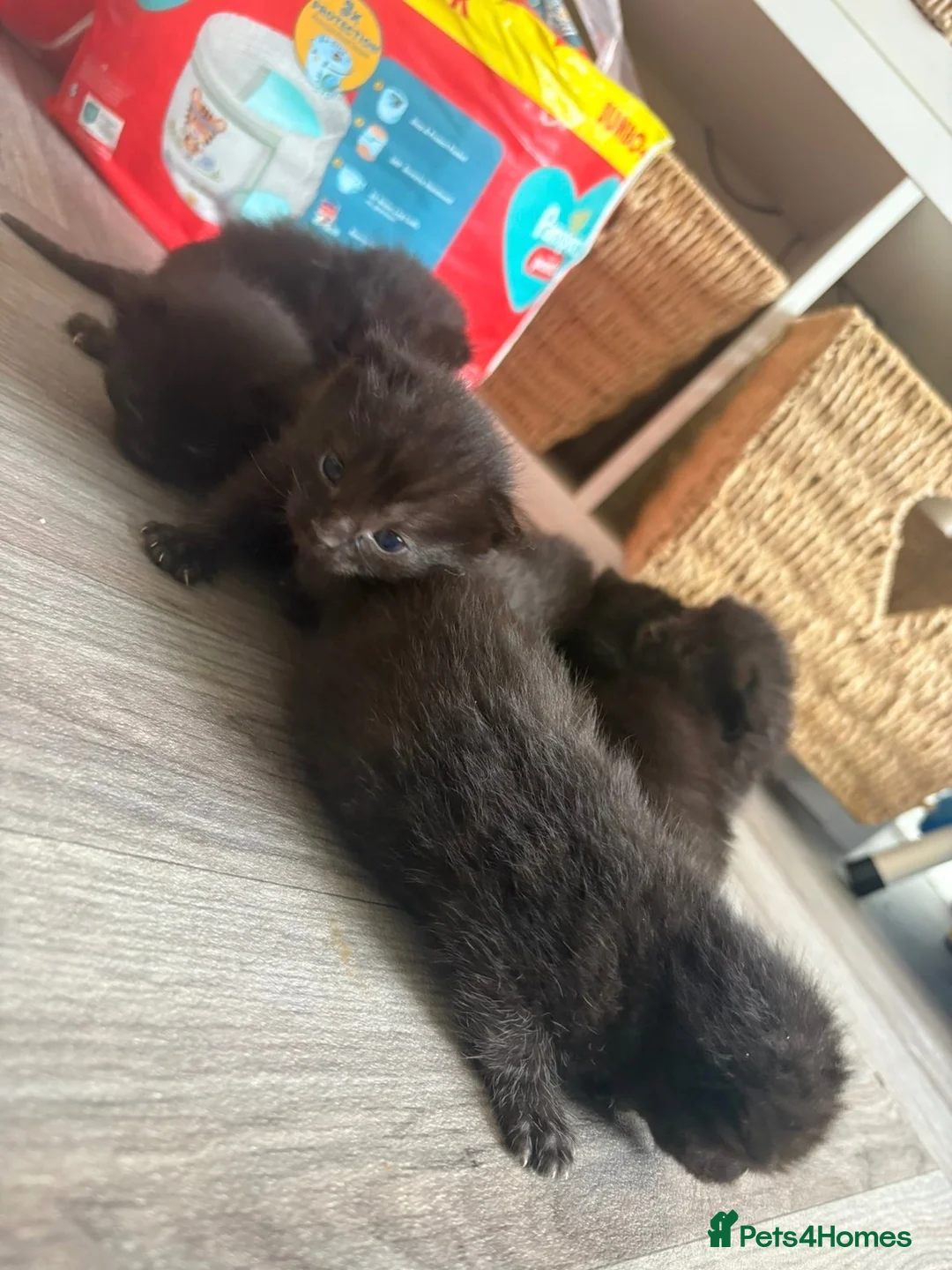 Mixed Breed cats for sale: Ragdoll cross kittens  - Advert 5