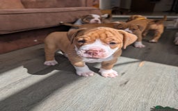 Olde English Bulldogge dogs for sale: READY NEXT WEEK! - OEB Puppies NEBBR ✅ 3rd Gen - Image 20