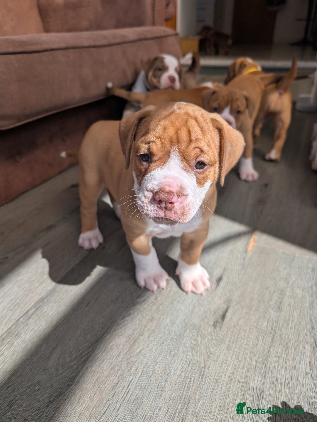 Olde English Bulldogge dogs for sale: READY NEXT WEEK! - OEB Puppies NEBBR ✅ 3rd Gen - Image 20