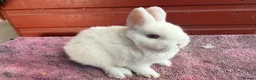Netherland Dwarf rabbits for sale: Young Netherland Dwarfs - Advert 4