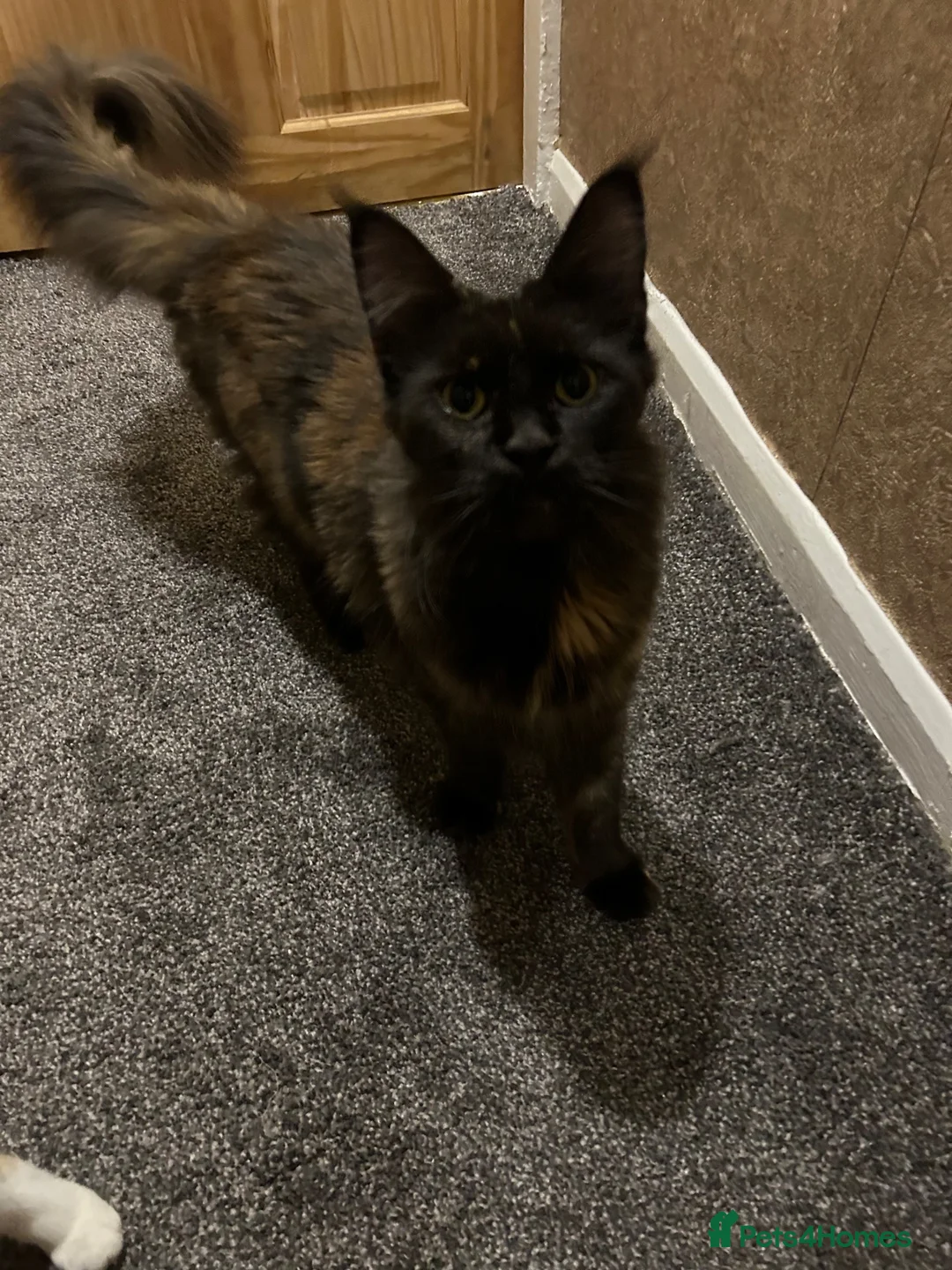 Mixed Breed cats for sale: Lion  in Birmingham - Advert 1